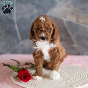 Zinnia, Miniature Poodle Puppy